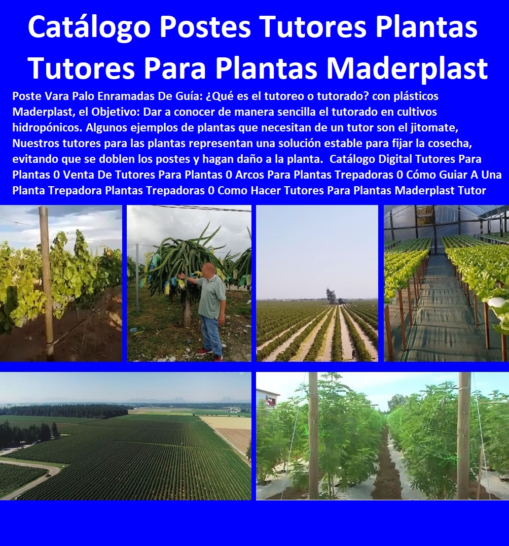 Catálogo 55 Tutores Para Plantas Varas Soportes Emparrados Tutorados Tutor Maderplast 0 Plantar Parras En Espaldera 0 Como Hacer Un Soporte Para Plantas Trepadoras 0  Tutores Para Plantas Trepadoras 0 Sistema De Emparrado Espaldera Catálogo 55 Tutores Para Plantas Varas Soportes Emparrados Tutorados Tutor Maderplast 0 Plantar Parras En Espaldera 0 Como Hacer Un Soporte Para Plantas Trepadoras 0  Tutores Para Plantas Trepadoras 0 Sistema De Emparrado Espaldera 